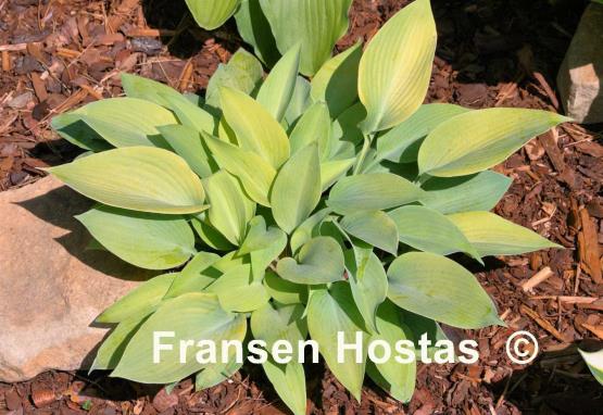 Hosta Early Times